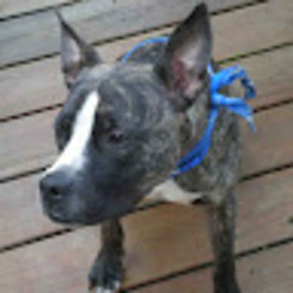 Meet your Posher, Andre